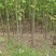 法国梧桐法桐苗法桐树梧桐树悬铃木苗树大量供应法桐苗树