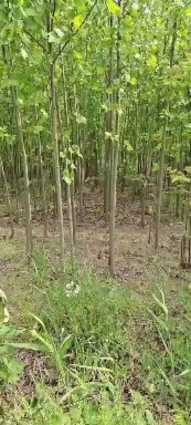 法国梧桐法桐苗法桐树梧桐树悬铃木苗树大量供应法桐苗树