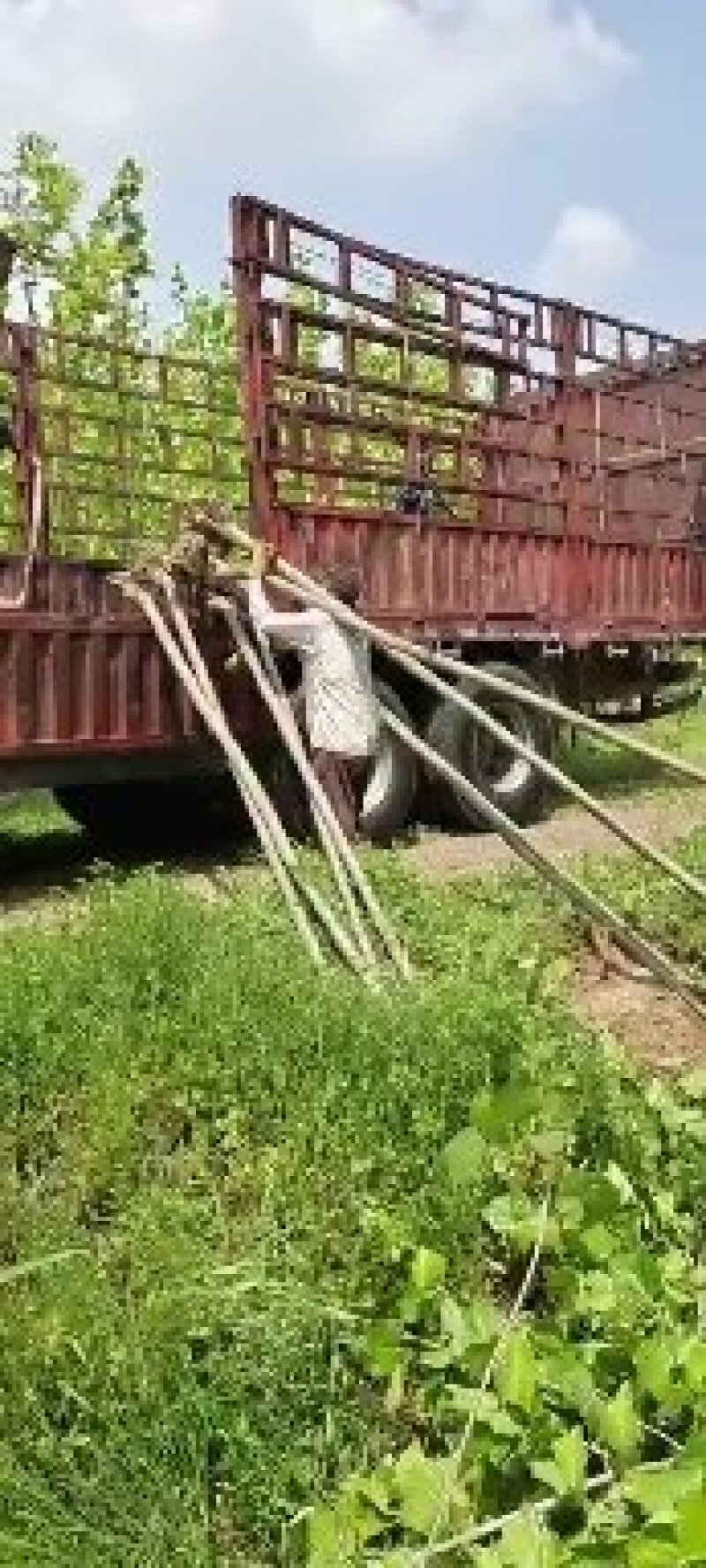 法国梧桐法桐苗法桐树梧桐树悬铃木苗树大量供应法桐苗树