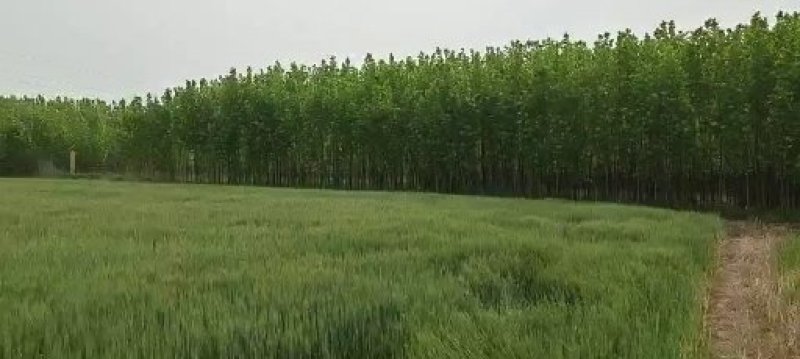 法国梧桐法桐苗法桐树梧桐树悬铃木苗树大量供应法桐苗树
