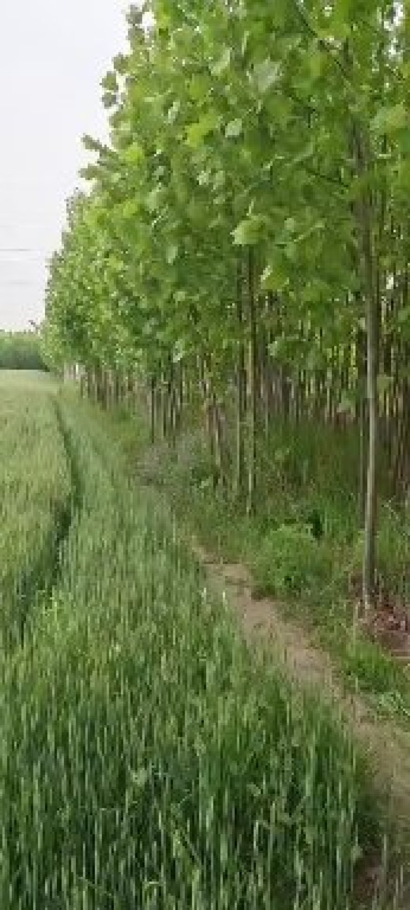 法国梧桐法桐苗法桐树梧桐树悬铃木苗树大量供应法桐苗树