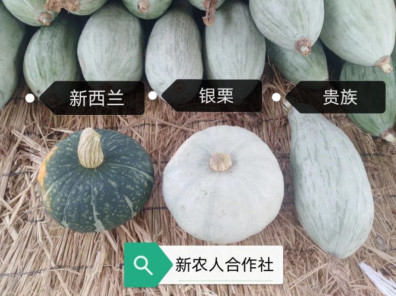 银板栗南瓜，银栗南瓜，灰南瓜。河北保定清苑南瓜