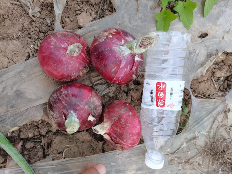 山东二红洋葱，扁二红，半高壮二红常年供应
