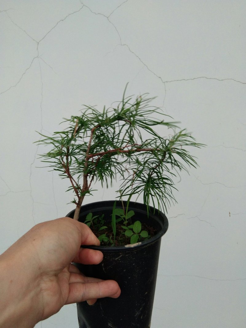 金钱松盆景素材造型松素材保湿发货