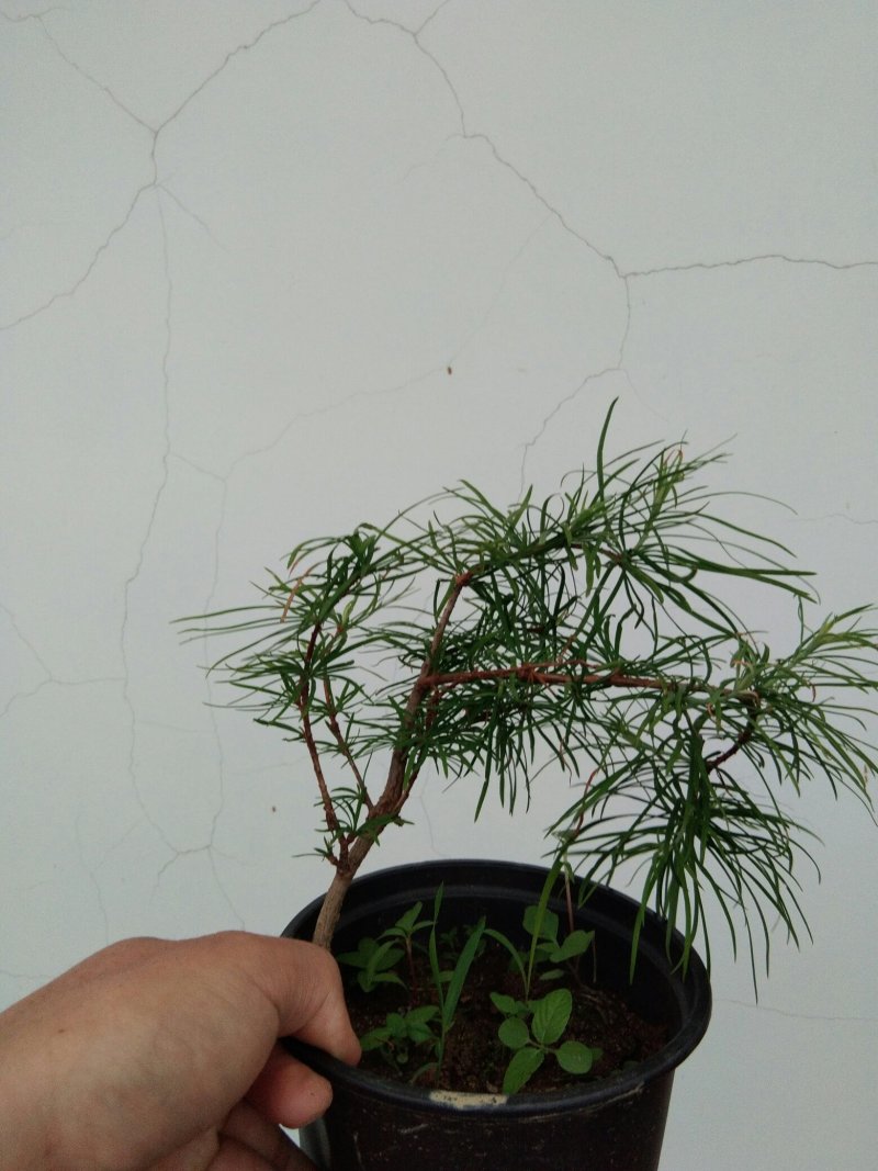 金钱松盆景素材造型松素材保湿发货