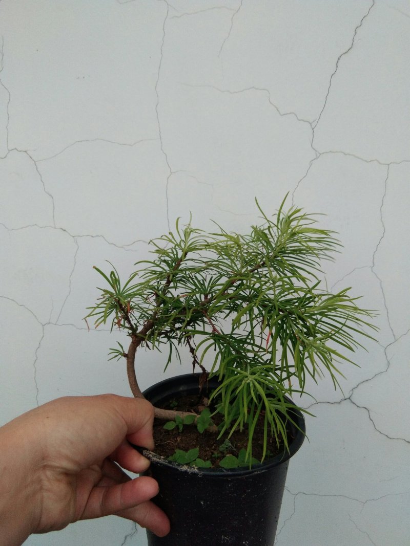 金钱松盆景素材造型松素材保湿发货