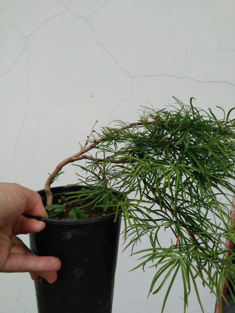 金钱松盆景素材造型松素材保湿发货
