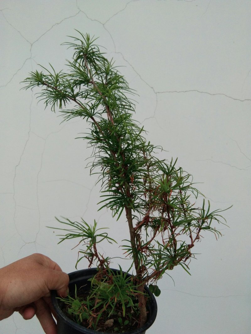 金钱松盆景素材造型松素材保湿发货