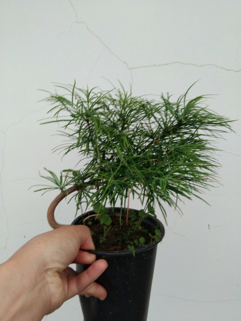 金钱松盆景素材造型松素材保湿发货