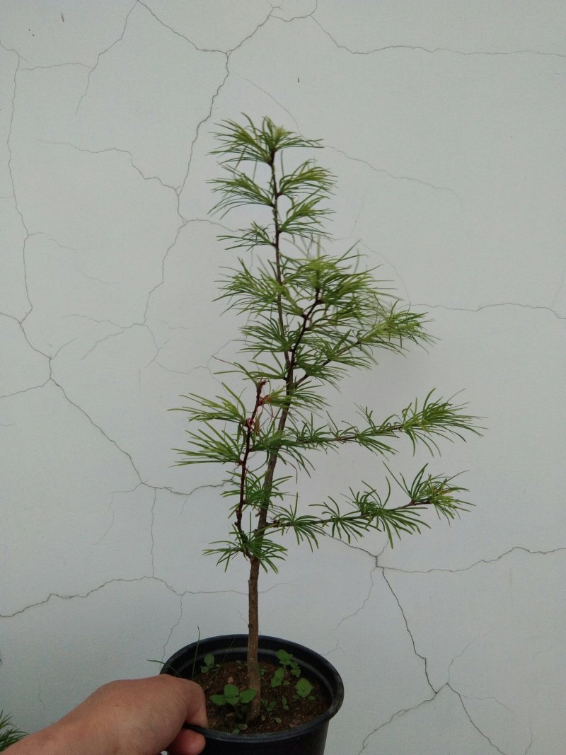 金钱松盆景素材造型松素材保湿发货