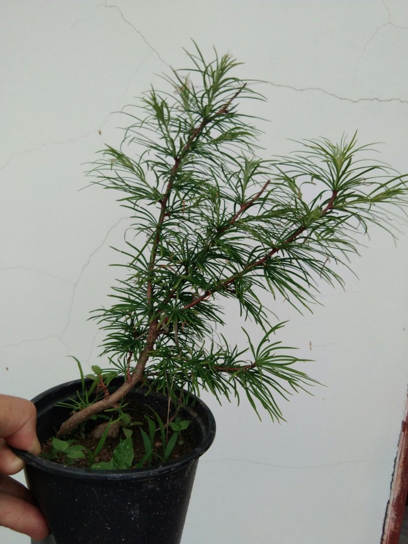 金钱松盆景素材造型松素材保湿发货