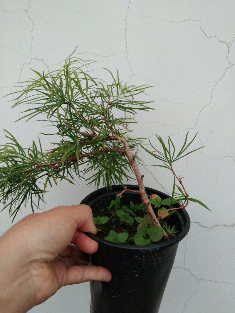 金钱松盆景素材造型松素材保湿发货