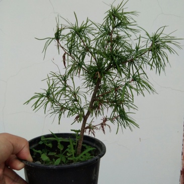 金钱松盆景素材造型松素材保湿发货