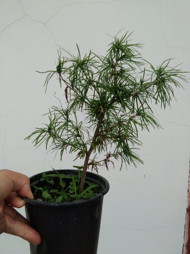 金钱松盆景素材造型松素材保湿发货