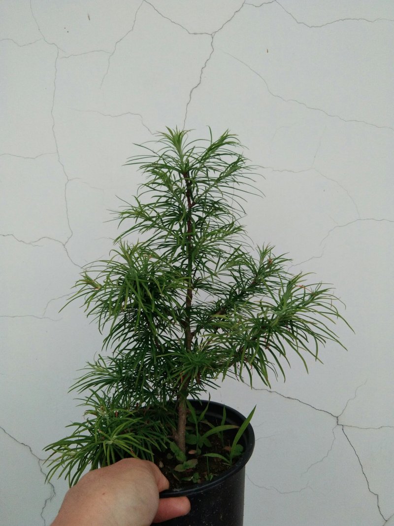金钱松盆景素材造型松素材保湿发货