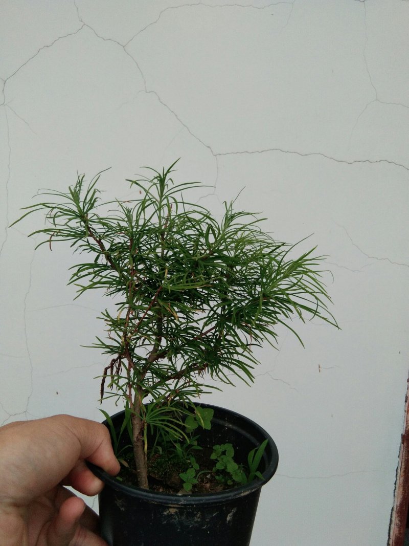 金钱松盆景素材造型松素材保湿发货