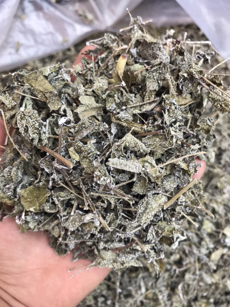 野生白茶藤婆茶溪黄草