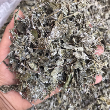 野生白茶藤婆茶溪黄草