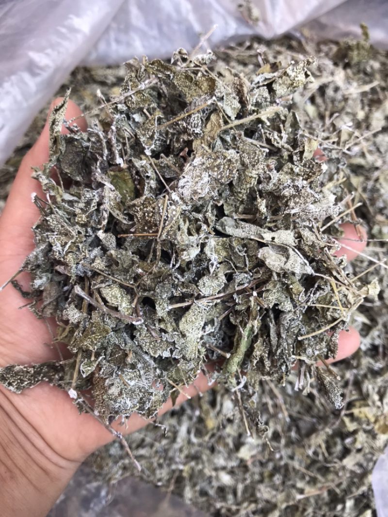 野生白茶藤婆茶溪黄草