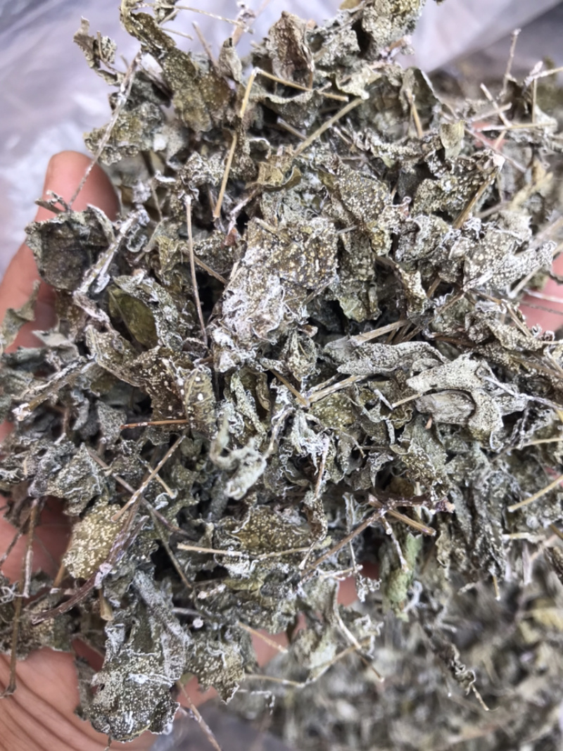 野生白茶藤婆茶溪黄草