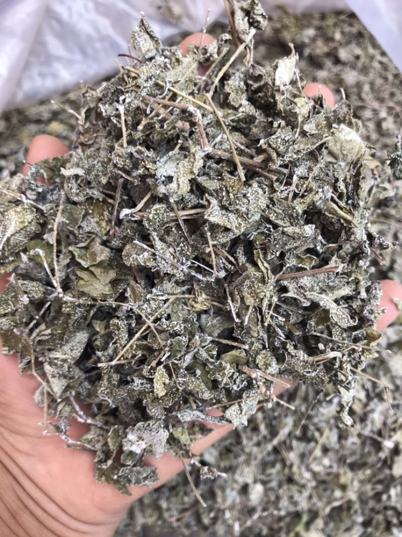 野生白茶藤婆茶溪黄草