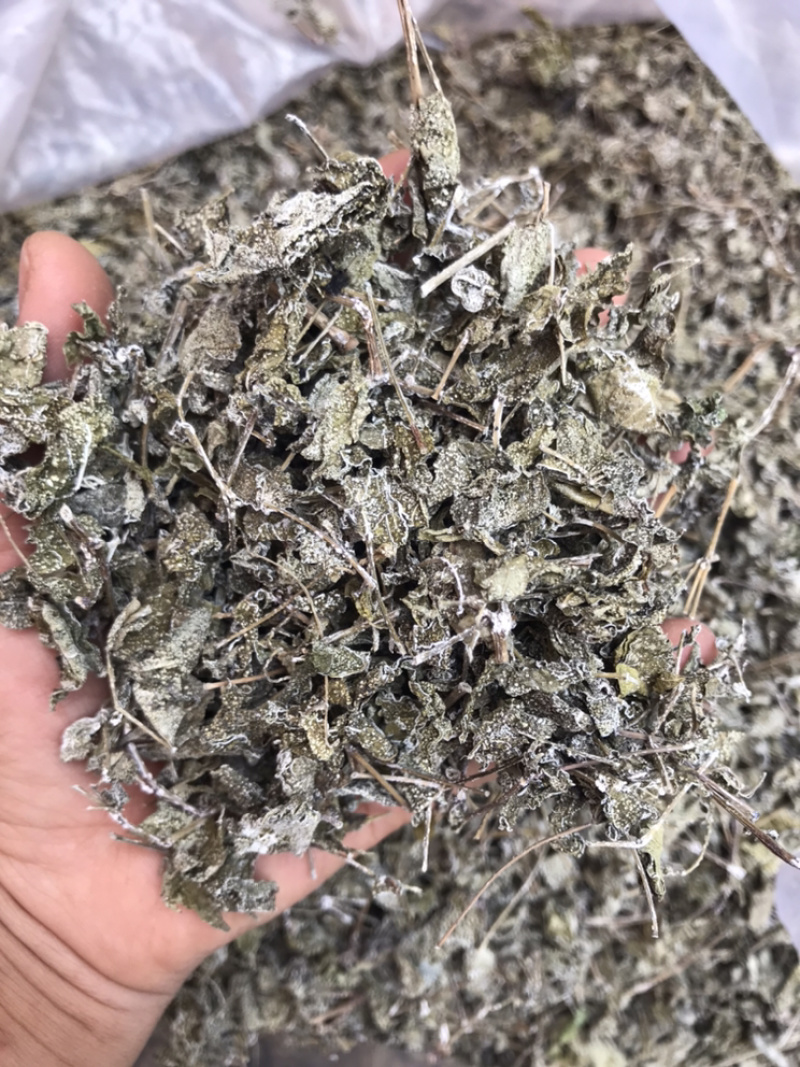 野生白茶藤婆茶溪黄草