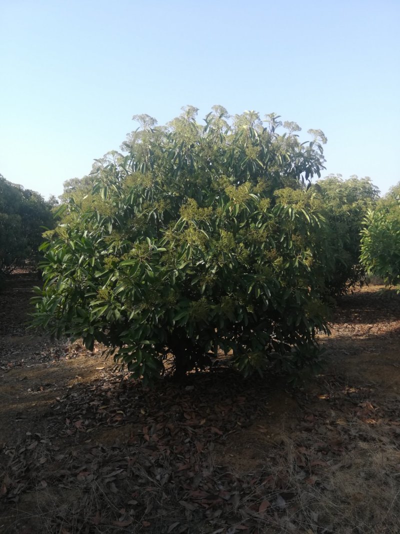 河南南阳大量供应精品2～-6米中华老石楠