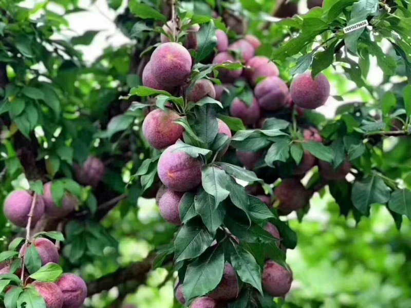 三华李