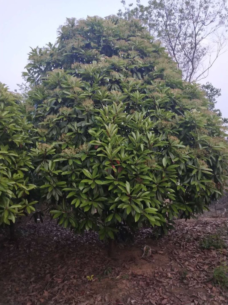 河南南阳大量供应精品2～-6米中华老石楠