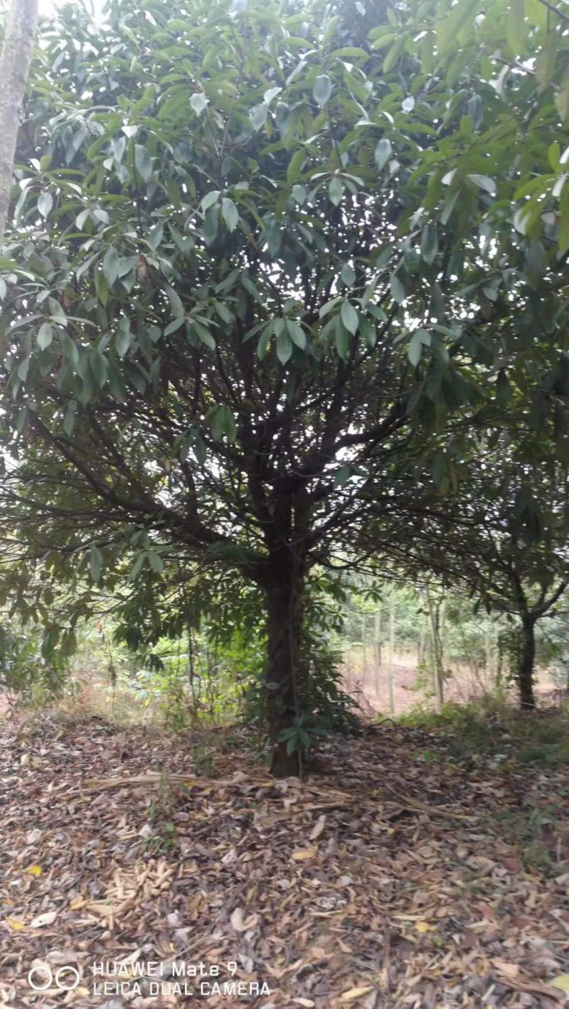 河南南阳大量供应精品2～-6米中华老石楠