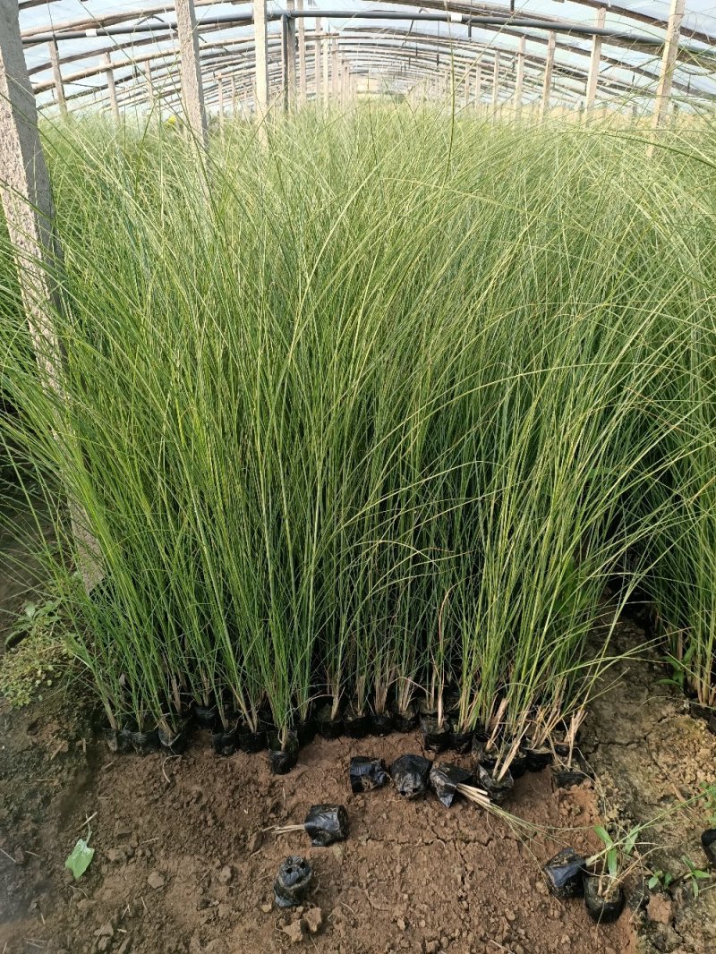 细叶芒花叶芒晨光芒花镜用草