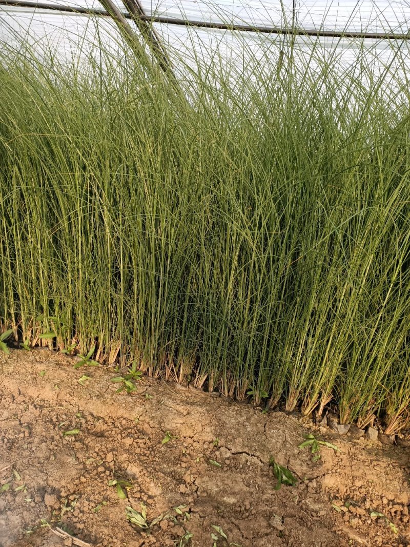 细叶芒花叶芒晨光芒花镜用草