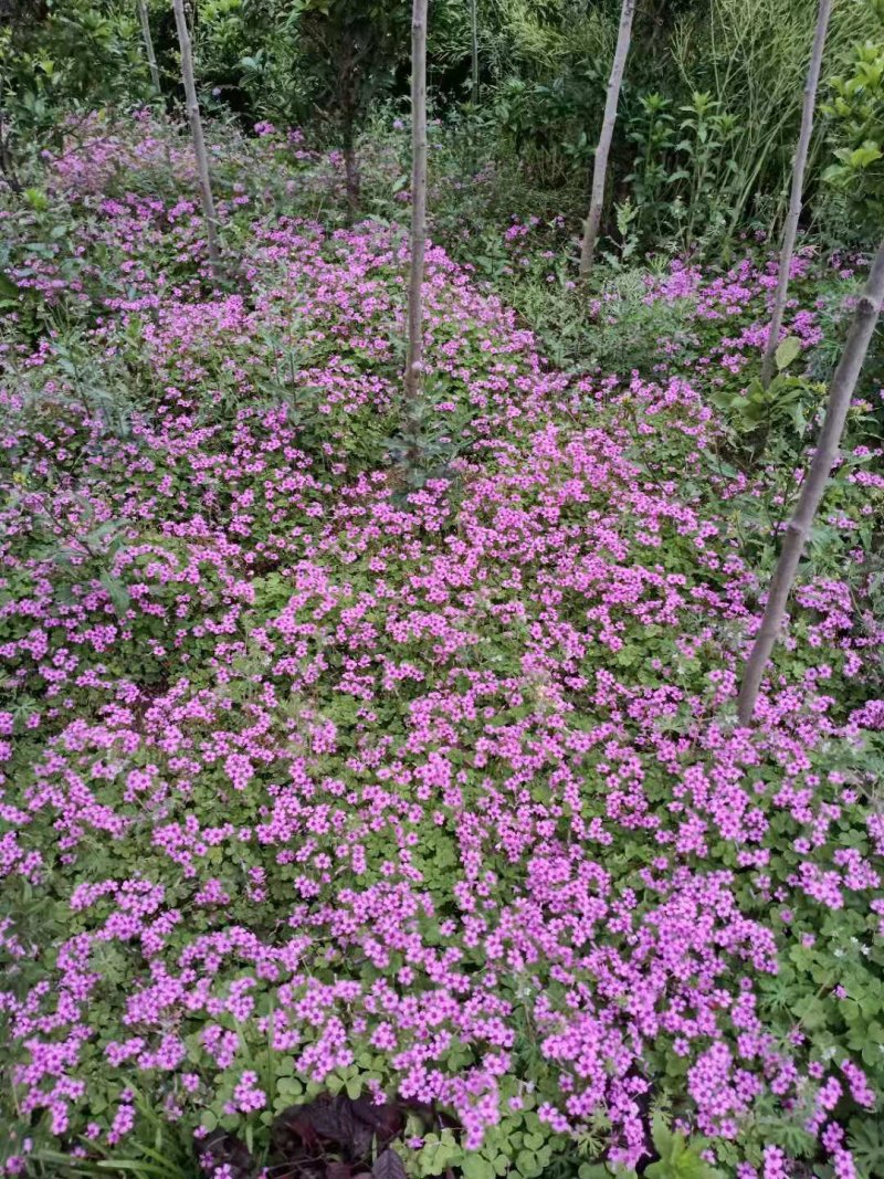 红花酢浆草种球炸酱草绿化工程庭院四季