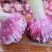 中牟早熟紫皮大蒜，产地直供