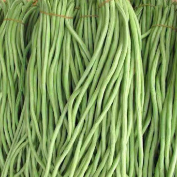 豇豆四川农家自种新鲜蔬菜种植基地嫩长豇豆