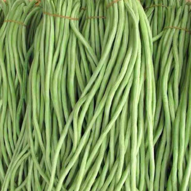 豇豆四川农家自种新鲜蔬菜种植基地嫩长豇豆