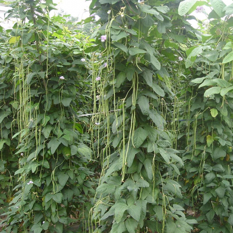 豇豆四川农家自种新鲜蔬菜种植基地嫩长豇豆