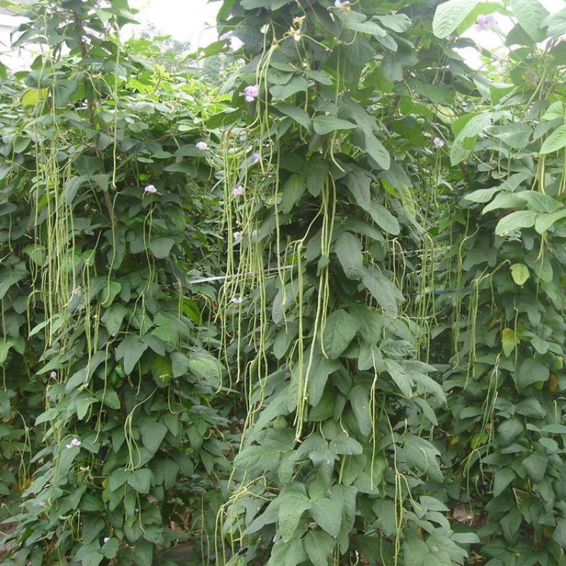 豇豆四川农家自种新鲜蔬菜种植基地嫩长豇豆
