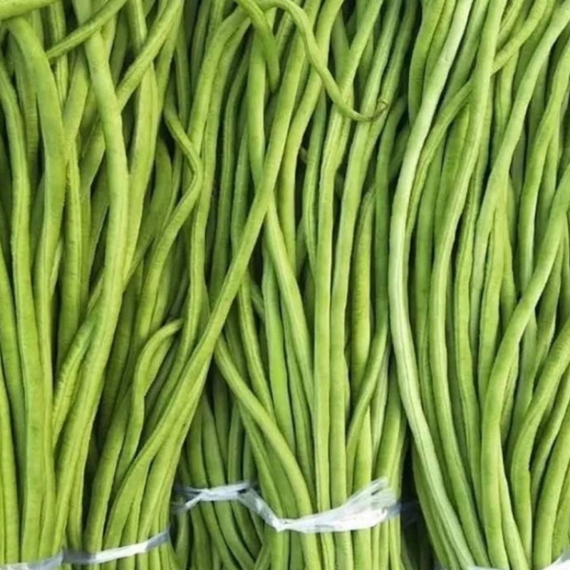 豇豆四川农家自种新鲜蔬菜种植基地嫩长豇豆