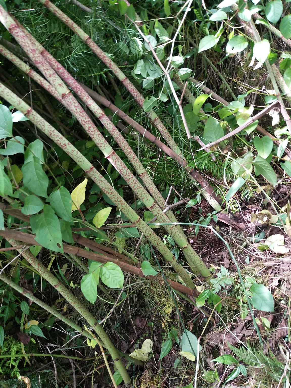 纯野生虎杖片,四川,夹江县