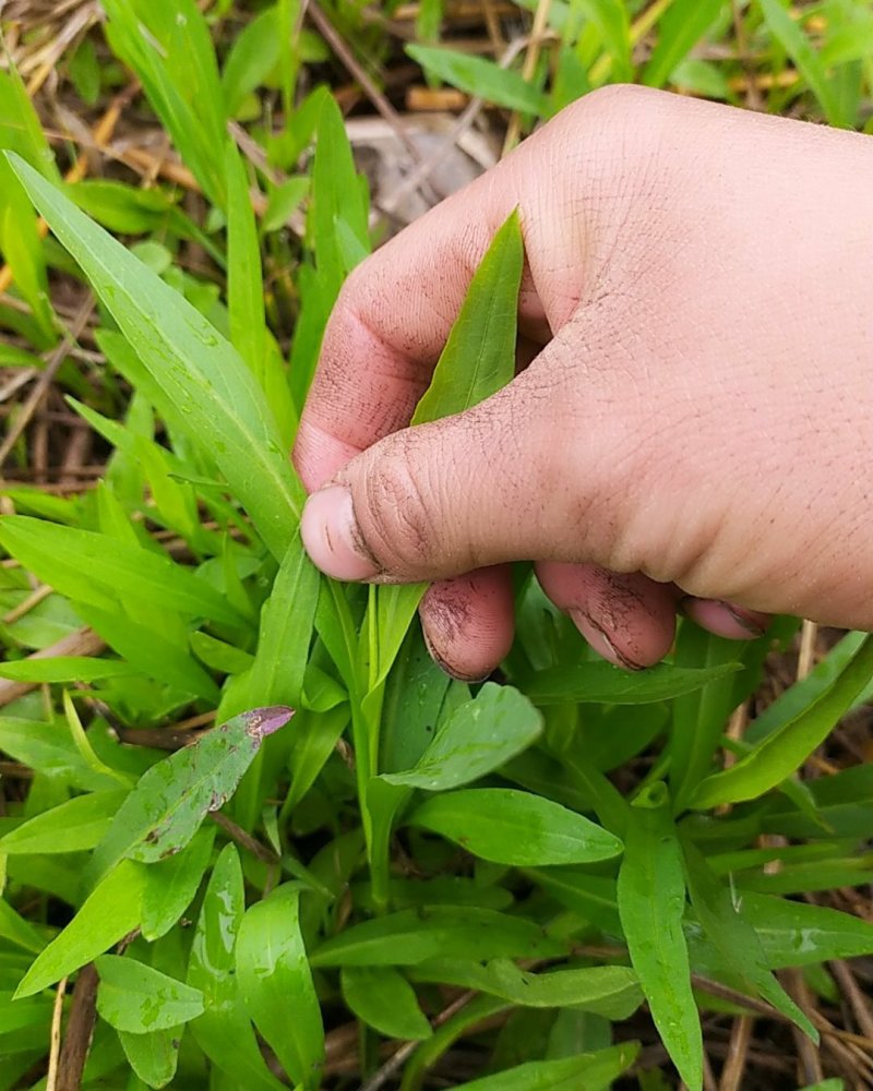 贵州古夜郎野生中药材紫菀野生砖叶紫菀下单现采