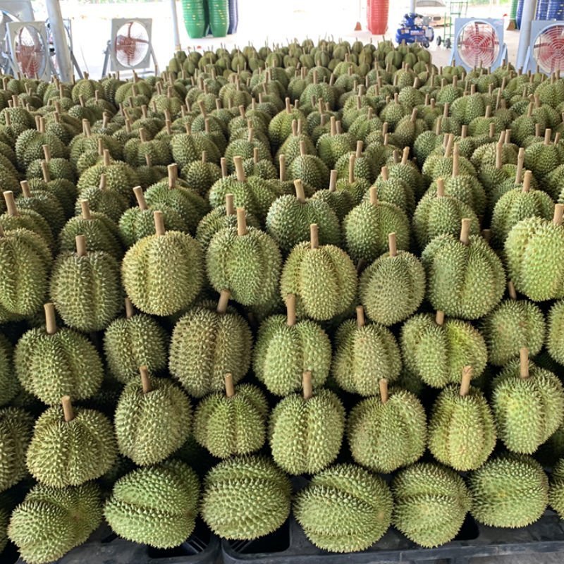 进口泰国金枕榴莲进入秒批倒计时，先到先得，个个精选一级果