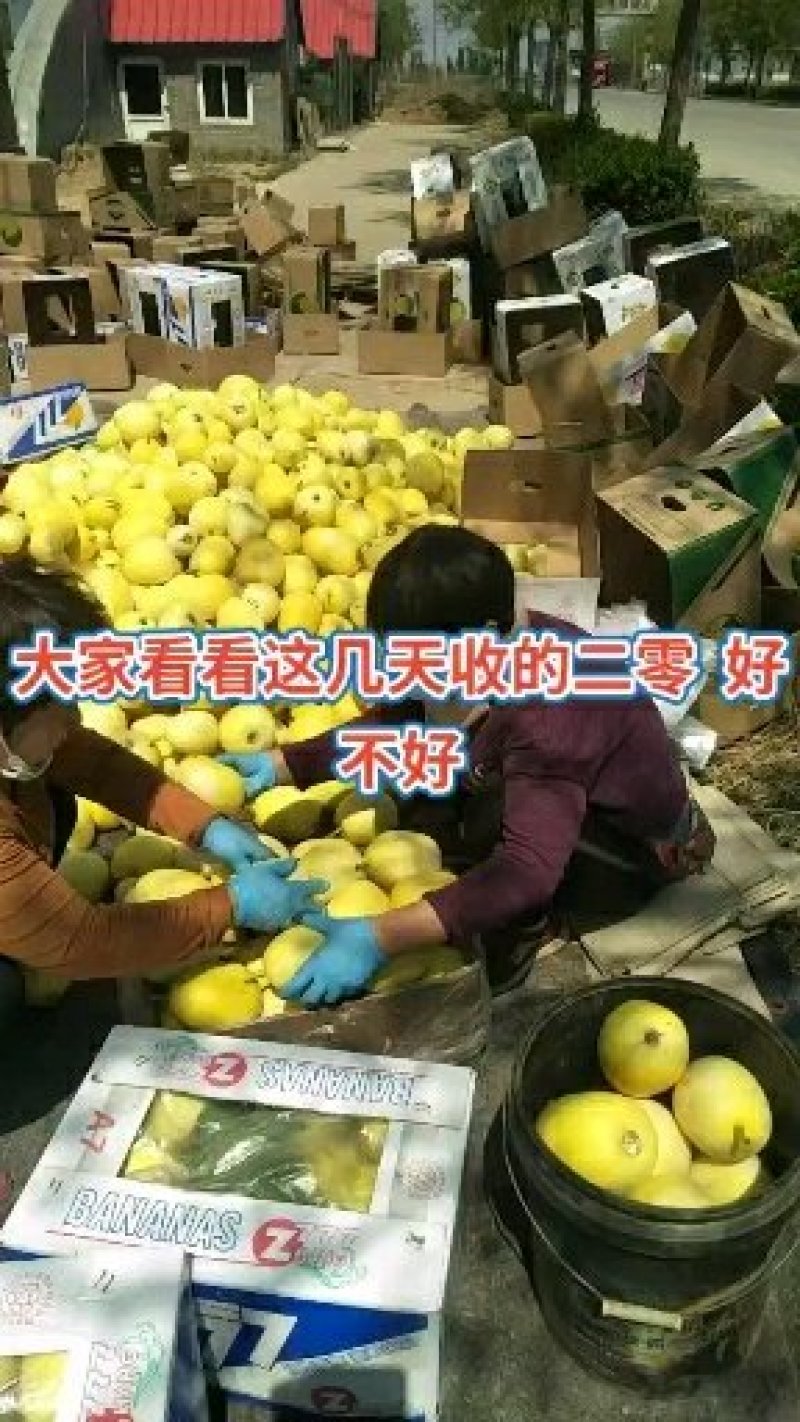 新乐市甜瓜4月份大量上市欢迎新老客户前来选购随到随装车