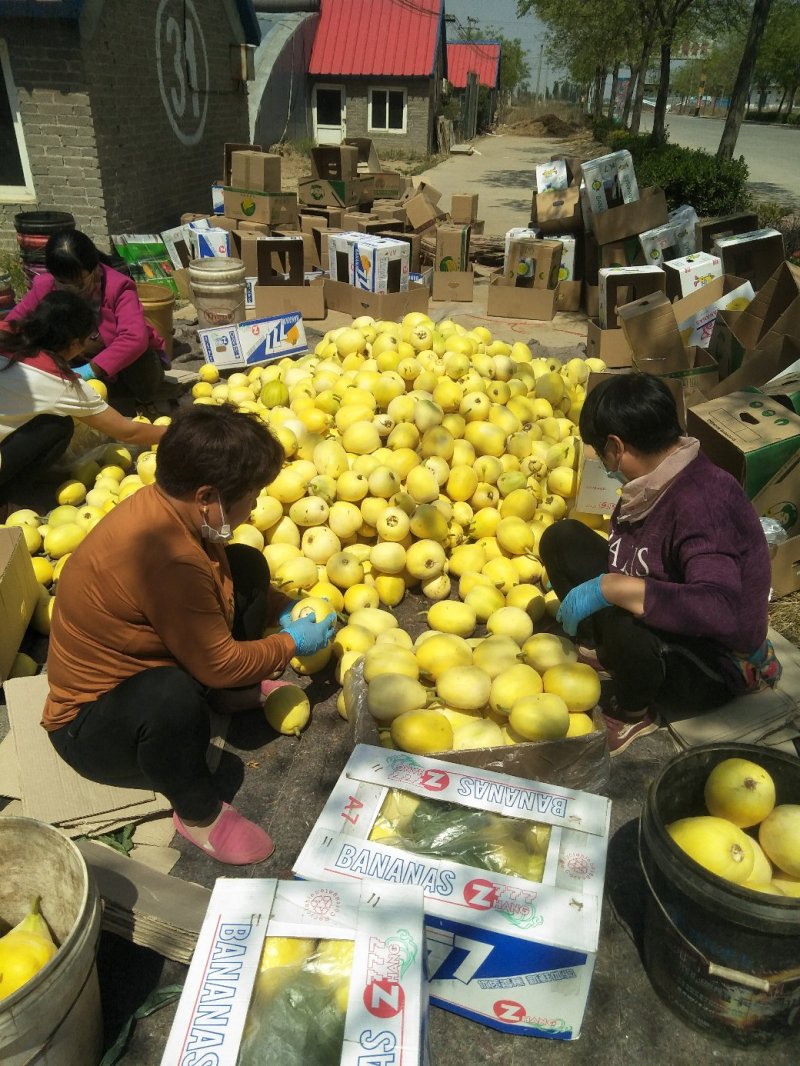 新乐市甜瓜4月份大量上市欢迎新老客户前来选购随到随装车