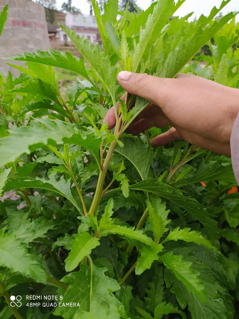 贵州毕节古夜郎大地野生中药材荆芥草野生全草