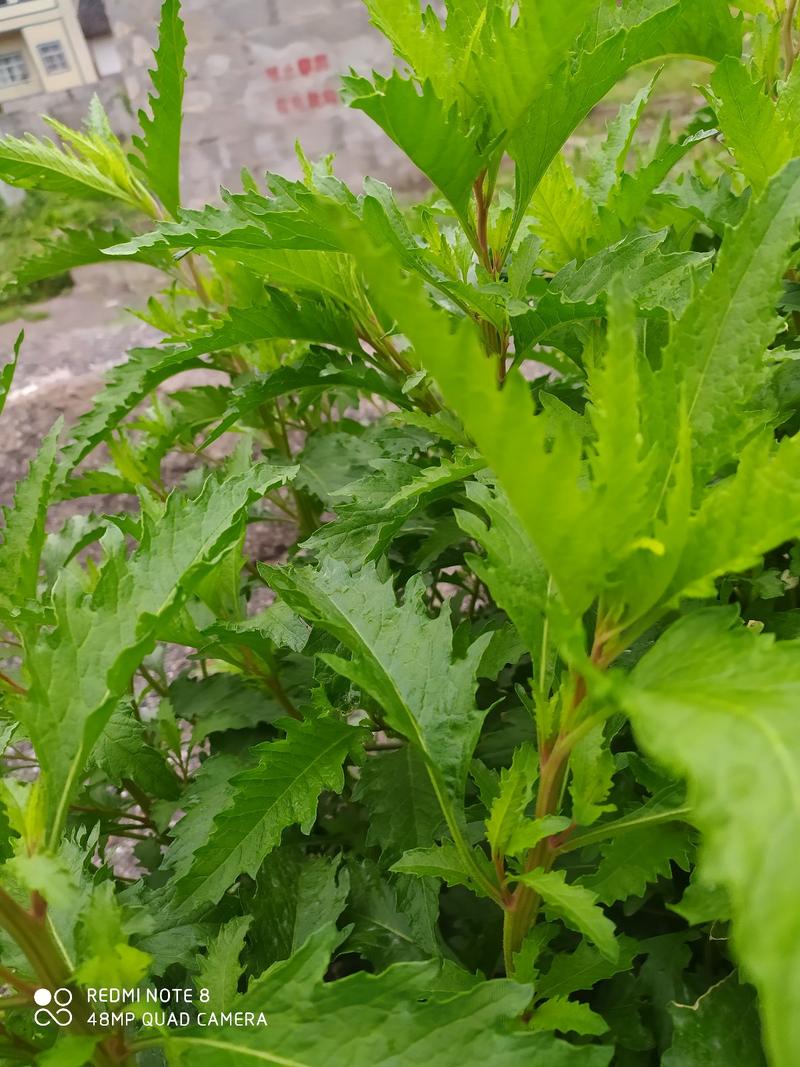 贵州毕节古夜郎大地野生中药材荆芥草野生全草