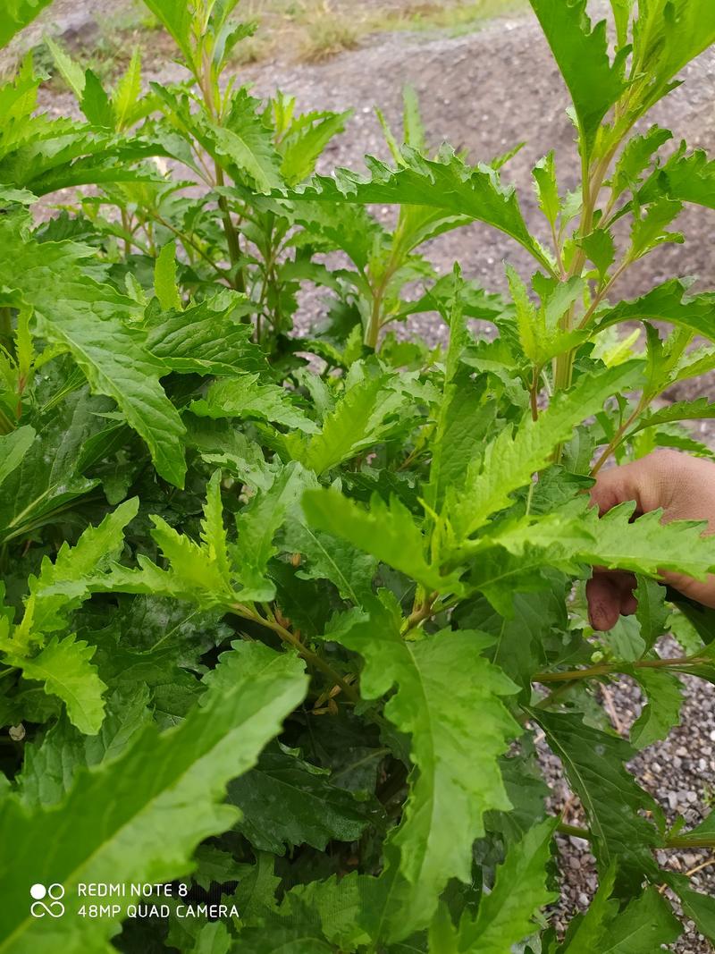 贵州毕节古夜郎大地野生中药材荆芥草野生全草