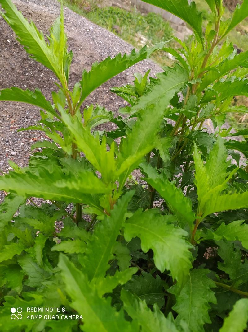 贵州毕节古夜郎大地野生中药材荆芥草野生全草