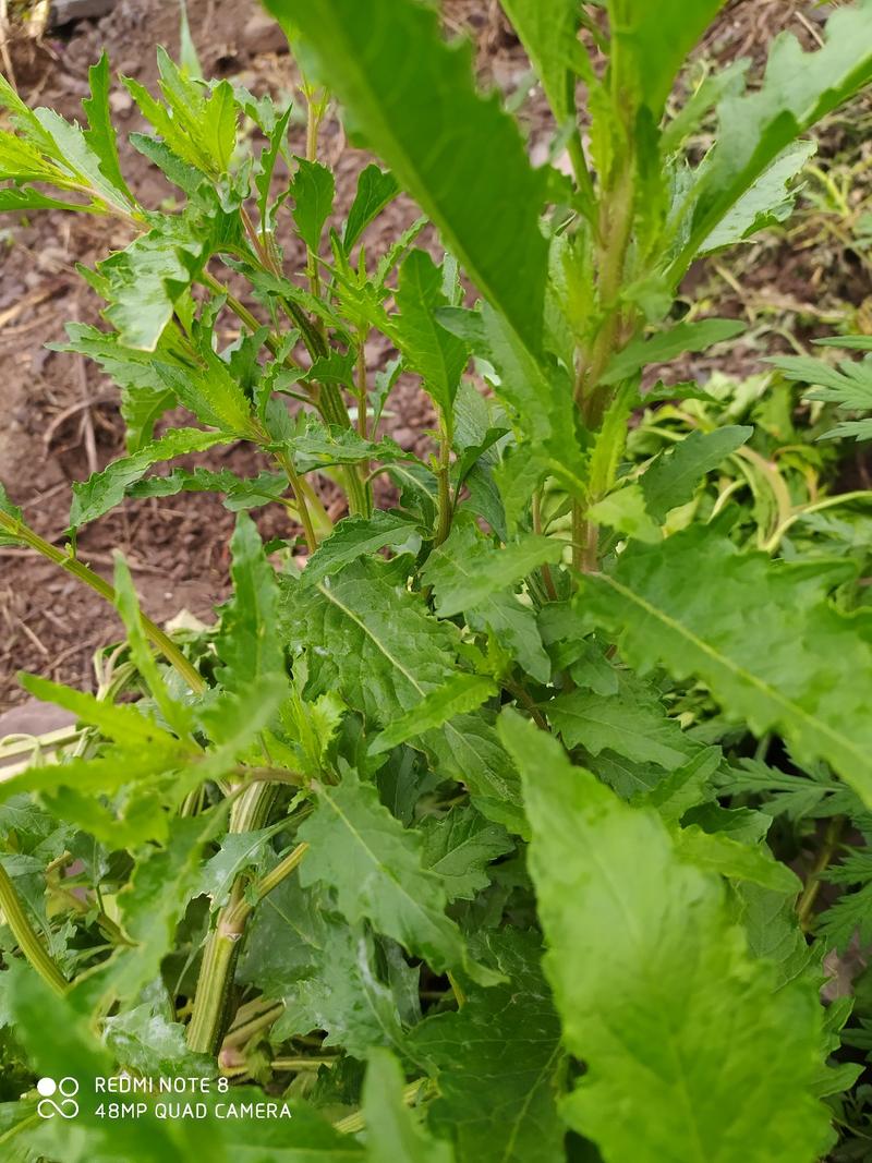 贵州毕节古夜郎大地野生中药材荆芥草野生全草