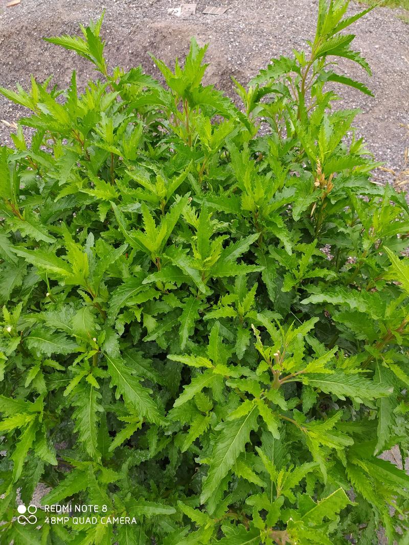 贵州毕节古夜郎大地野生中药材荆芥草野生全草